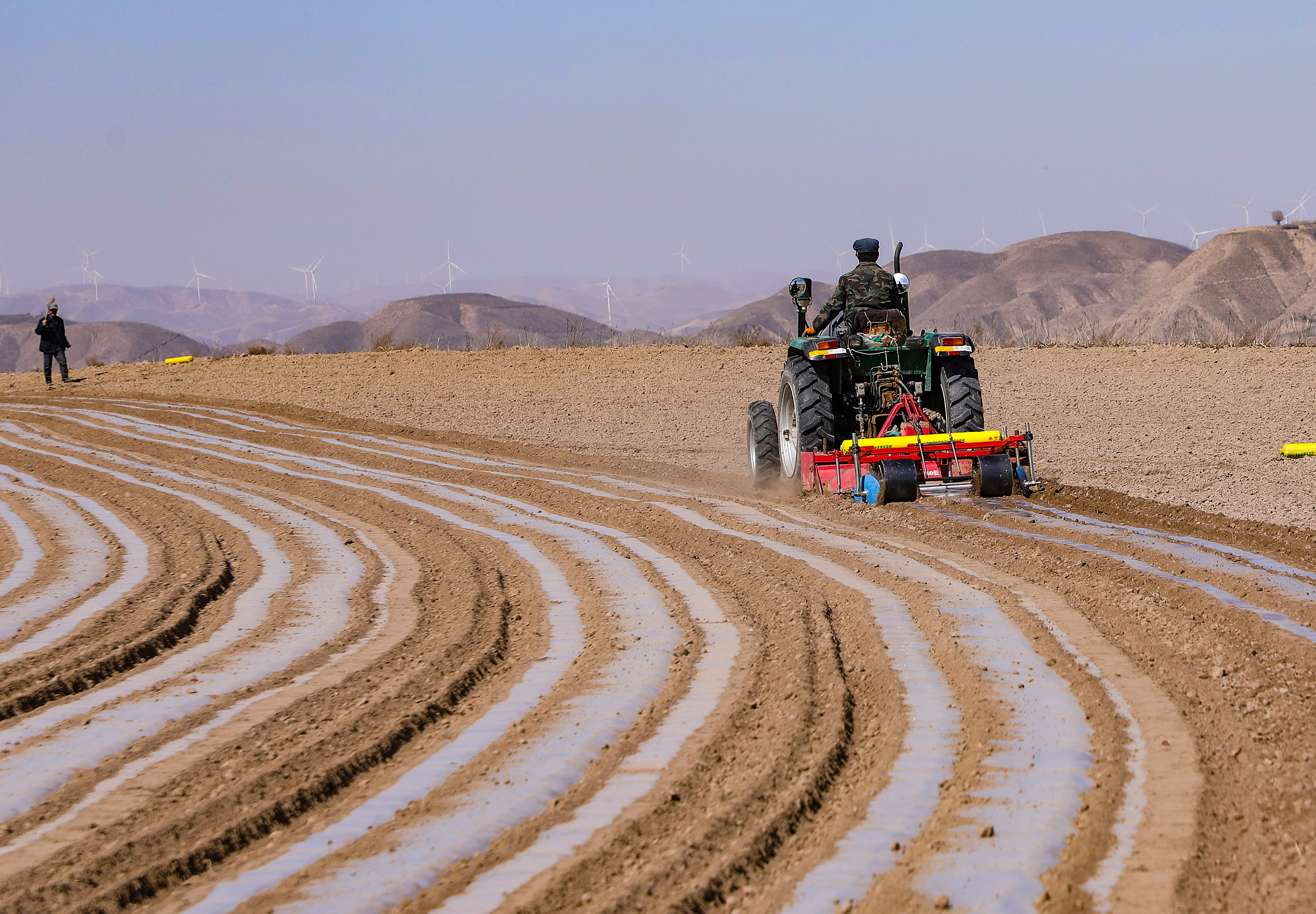 罗山川乡光明村村民高明义组织机械覆膜1