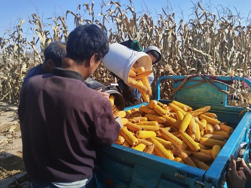 樊家川镇：鼓足干劲冲刺四季度 全力以赴打好收官战