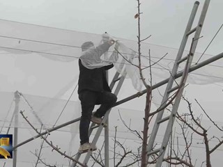 曲子镇孟家寨村：春耕生产按下“快进键”