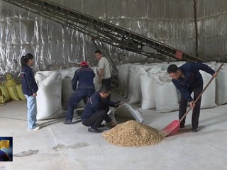 秦团庄乡新集子村：中药材种植铺就全村致富路