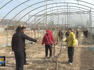 环县：果园剪枝正当时 春管绘就新“丰”景