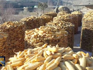 环县粮食安全根基更加稳固