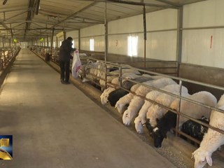 【我们村的十四五】南湫乡洪涝池村：以夯实农业基础引领全面振兴