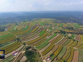 2025年环县“羊+”产业产值突破18亿元