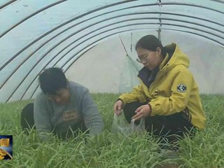 木钵镇：关营村头茬韭菜抢“鲜”上市