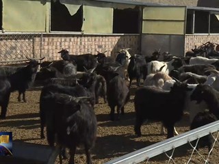 王学忠：500只黑山羊“撑”起好日子