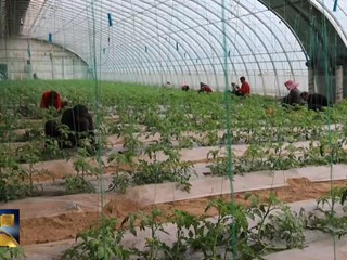 关营村：科技赋能“春来早” 大棚果蔬产销旺