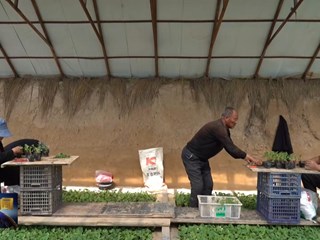 曲子镇：种特色果蔬 铺致富坦途