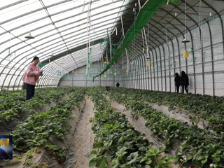 环县：春日大棚“果蔬香” 农旅融合“钱景”广